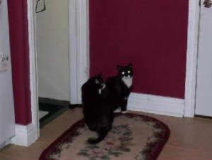catsmrmissy.jpg